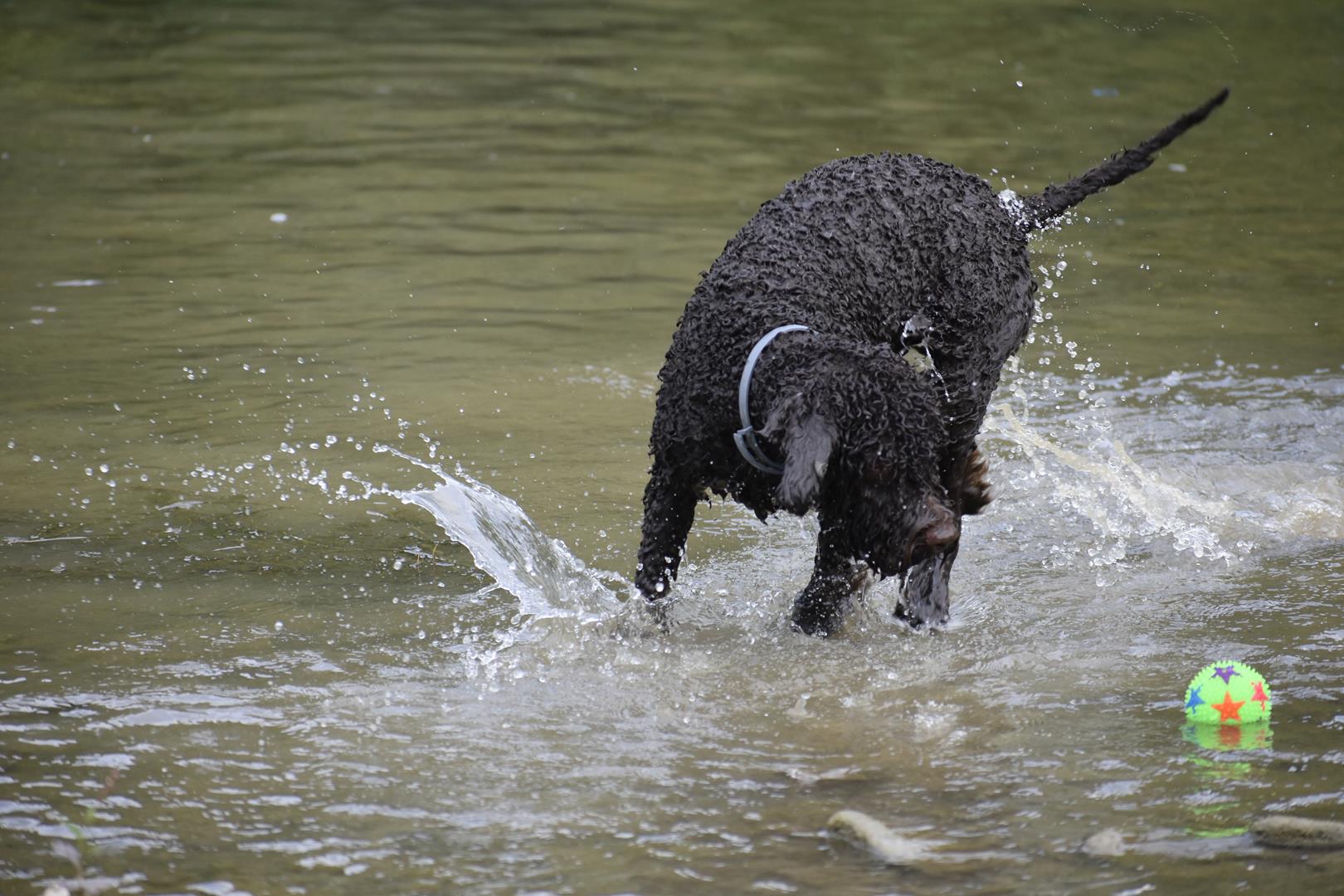 lagotto romagnolo hodowla 10