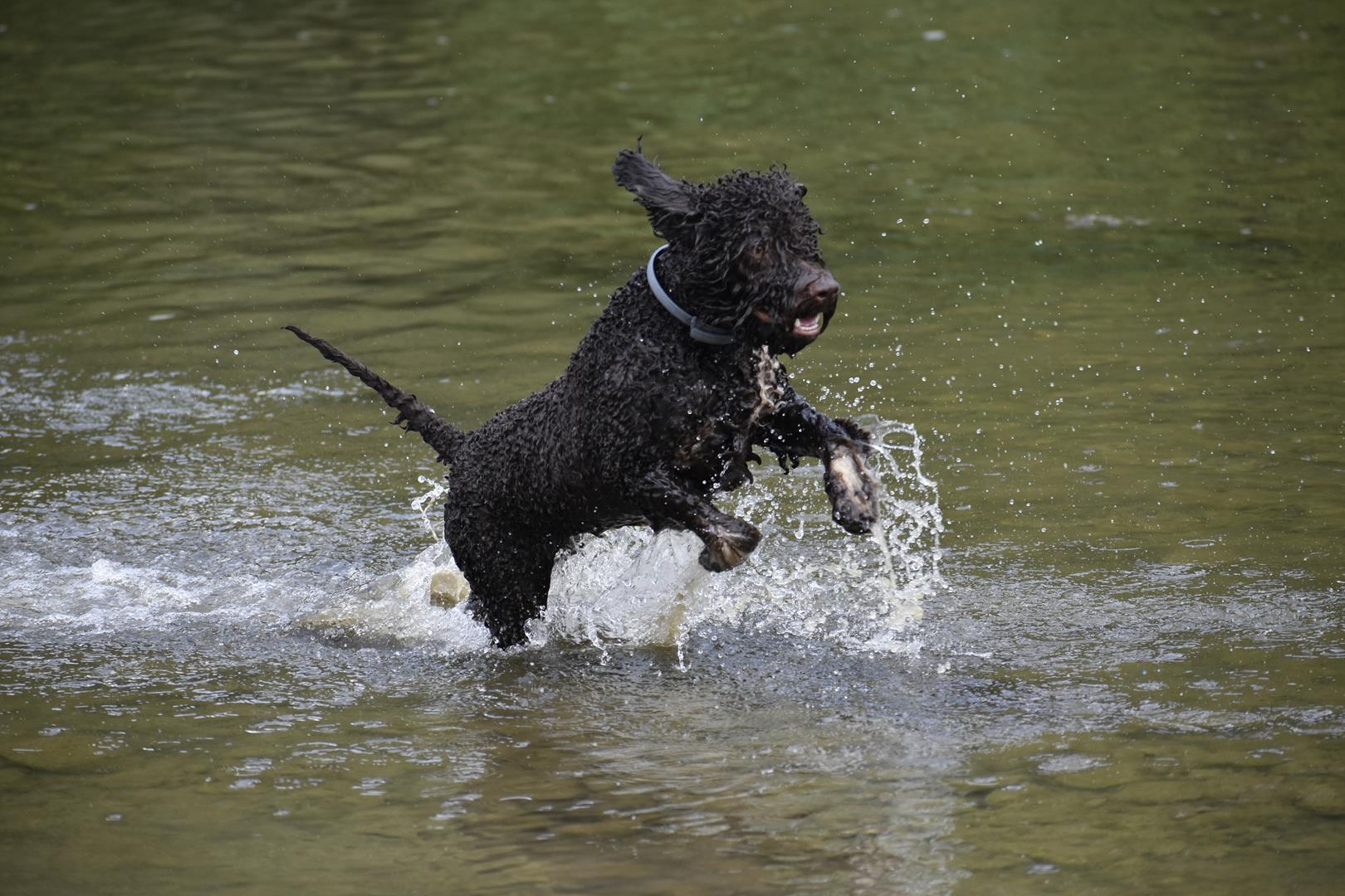 lagotto romagnolo hodowla 11