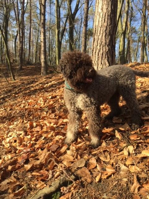 lagotto romagnolo hodowla 2