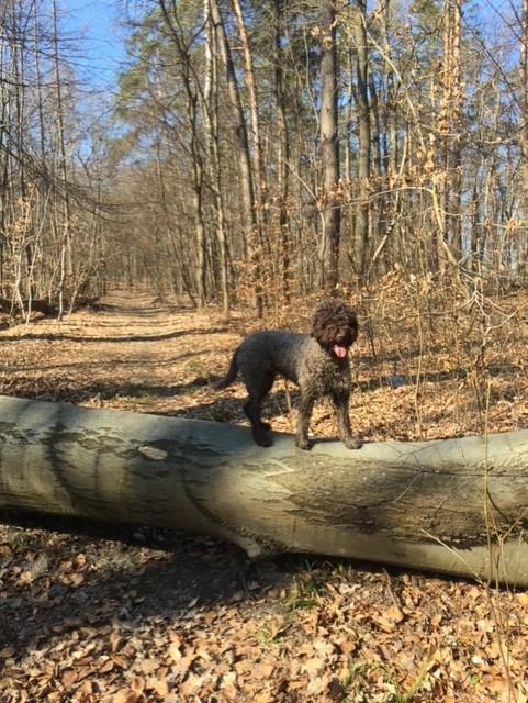 lagotto romagnolo hodowla 5