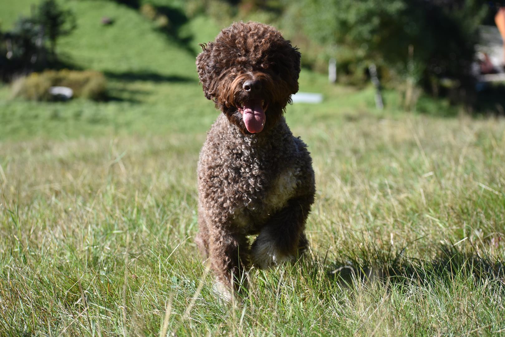 lagotto romagnolo hodowla 58
