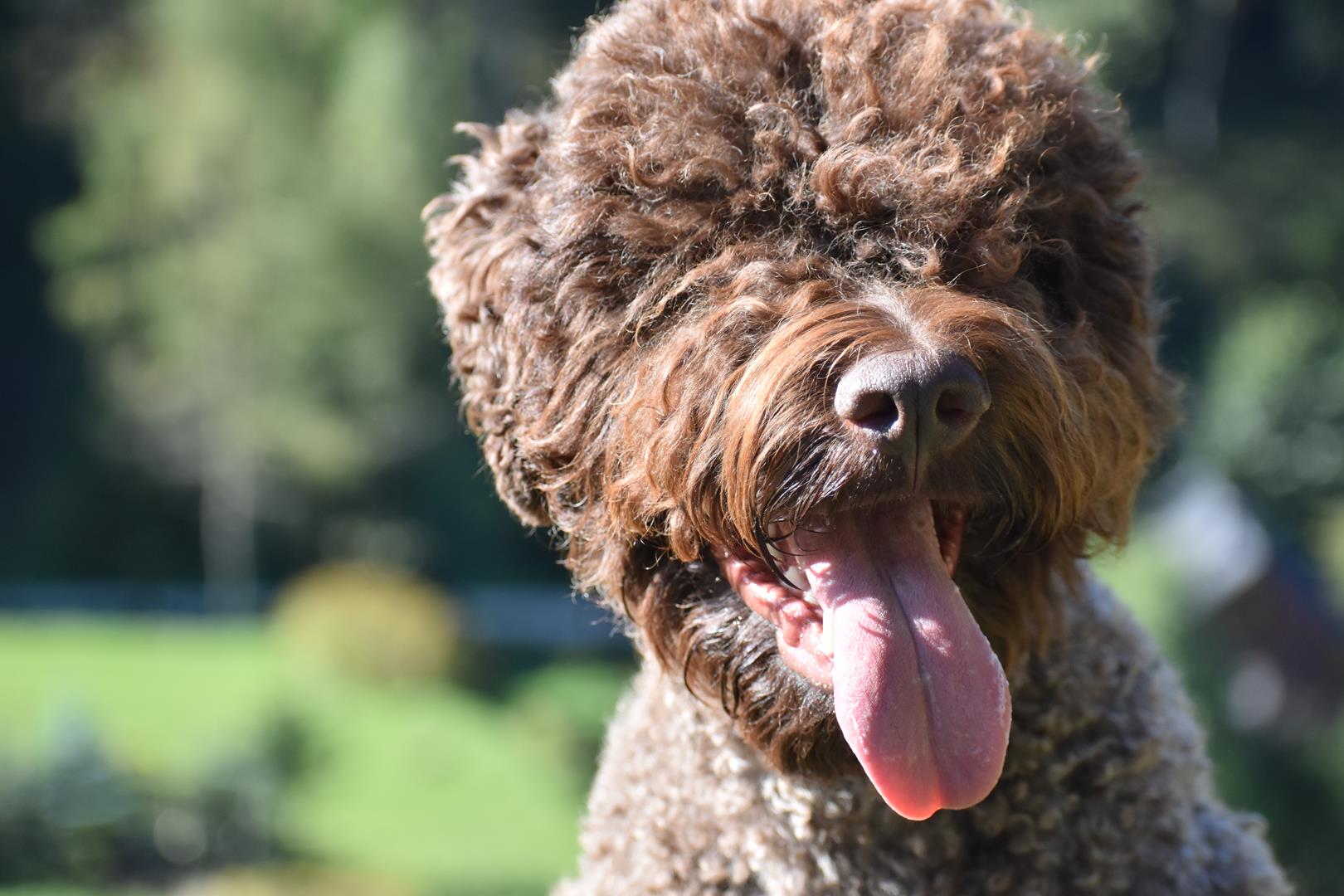 lagotto romagnolo hodowla 60