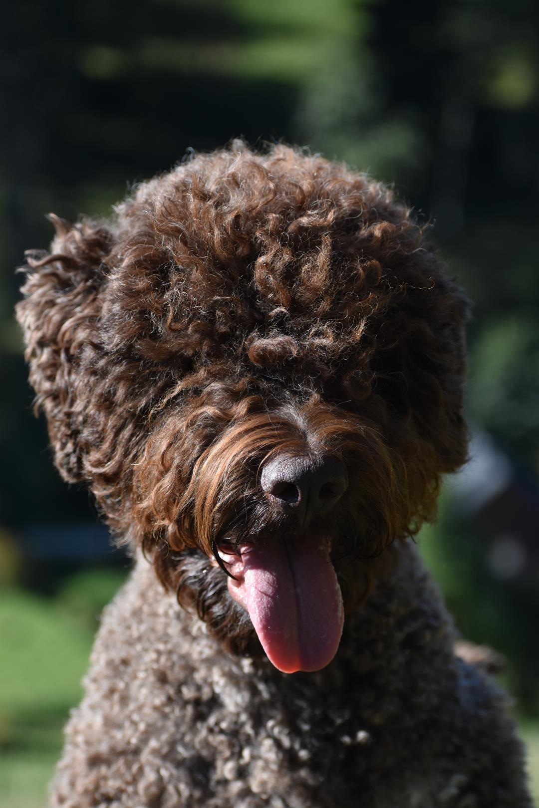 lagotto romagnolo hodowla 61
