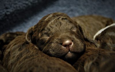 Psie sprawy 1 Uwagi dla nowych właścicieli piesków Lagotto Romagnolo