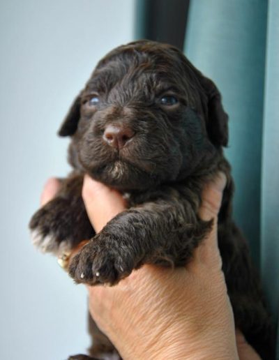 lagotto romagnolo szczeniaki samiec 1