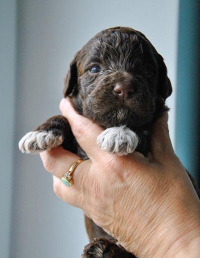 lagotto romagnolo szczeniaki samiec 2