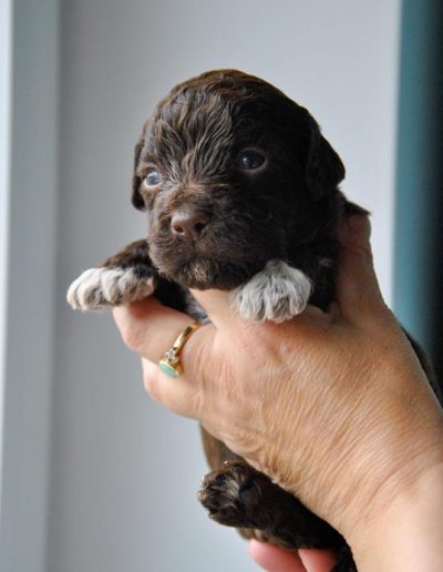 lagotto romagnolo szczeniaki samiec 3