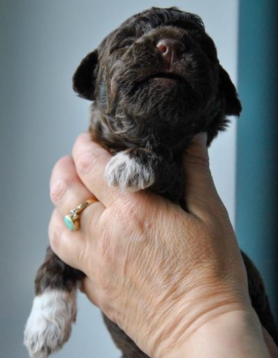 lagotto romagnolo szczeniaki samiec 4