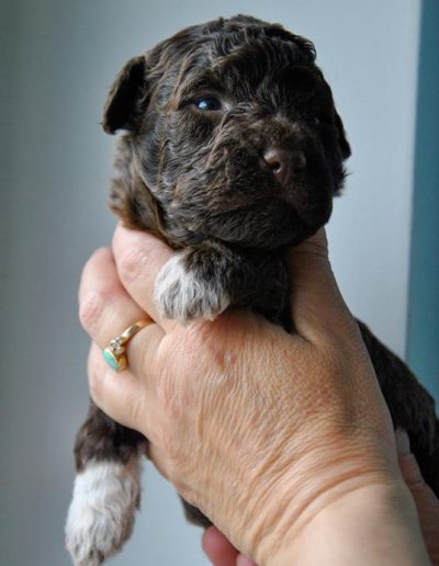lagotto romagnolo szczeniaki samiec 5