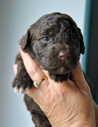 lagotto romagnolo szczeniaki samiec 6