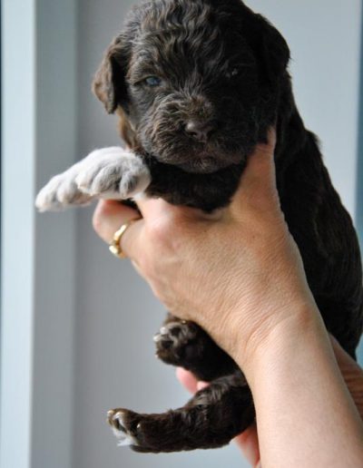 lagotto romagnolo szczeniaki suka 1