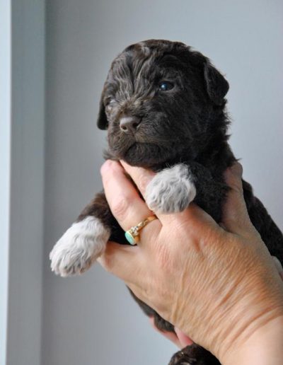 lagotto romagnolo szczeniaki suka 5