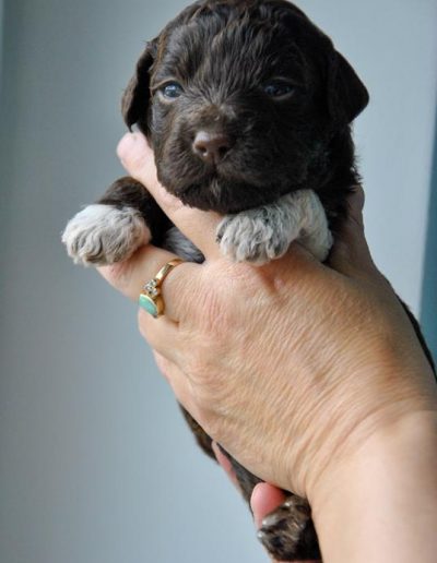 lagotto romagnolo szczeniaki suka 6