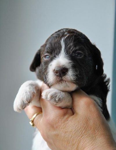 lagotto romagnolo szczeniaki suka 7