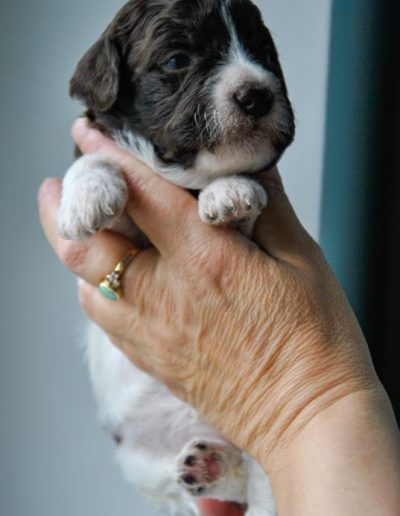 lagotto romagnolo szczeniaki suka 8