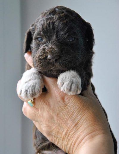 lagotto romagnolo szczeniaki suka 9