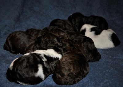 szczeniaki lagotto romagnolo 1