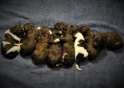 lagotto romagnolo szczeniaki