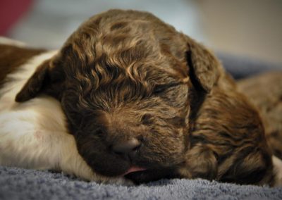 szczeniaki lagotto romagnolo 3