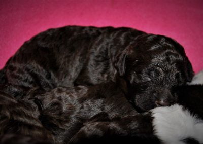 szczeniaki lagotto romagnolo 4