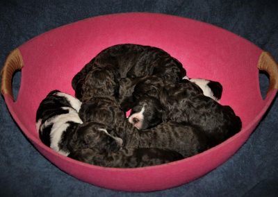 szczeniaki lagotto romagnolo 5