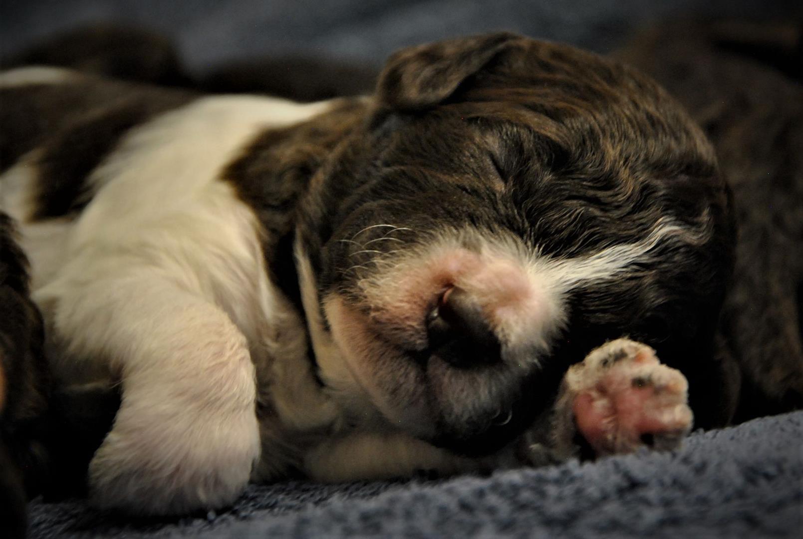 szczeniaki-lagotto-romagnolo-6 szczeniaki lagotto romagnolo 6