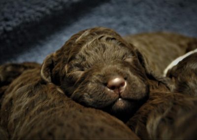 szczeniaki lagotto romagnolo 7