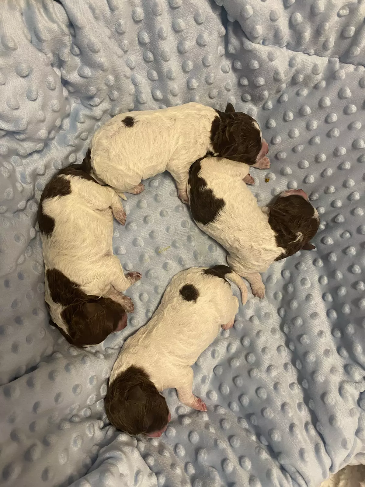 lagotto romagnolo szczeniaki 2022 1