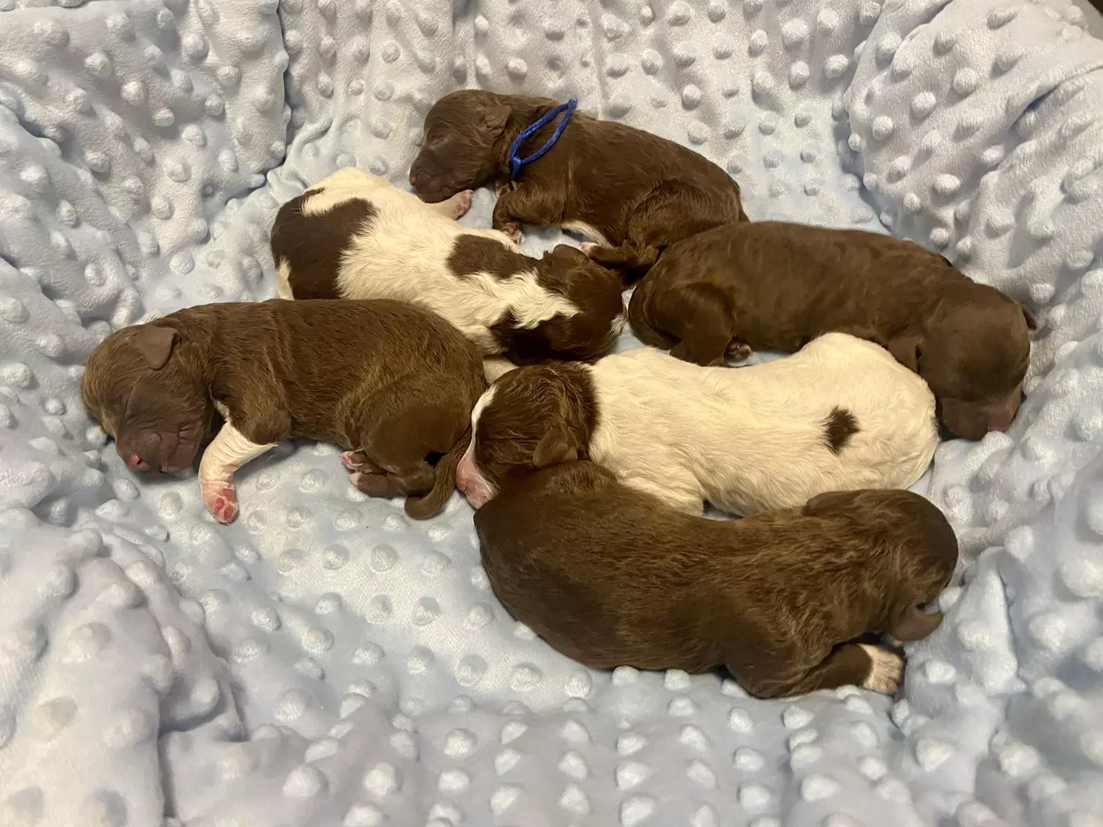 lagotto romagnolo szczeniaki 2022 2 e1671725793644