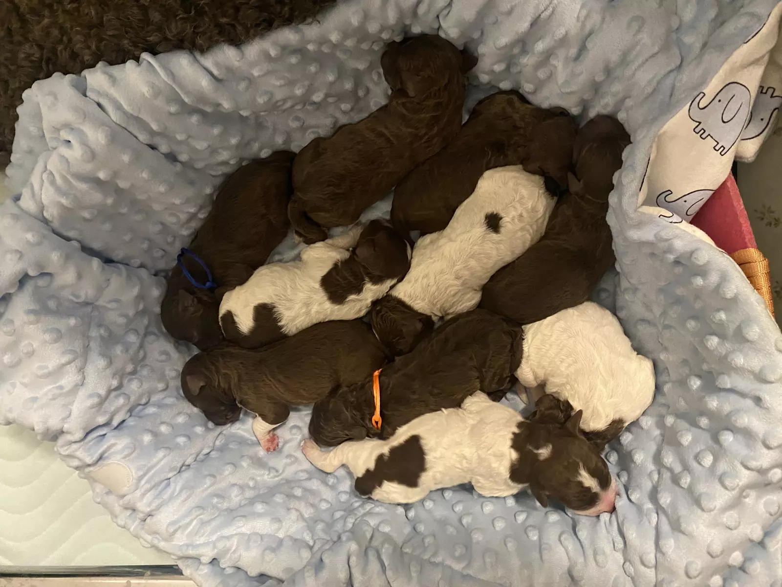 lagotto romagnolo szczeniaki 2022 3