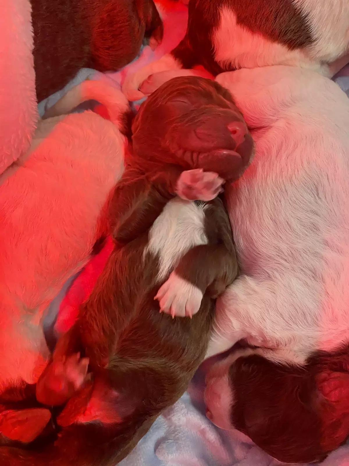 lagotto romagnolo szczeniaki 2022 4