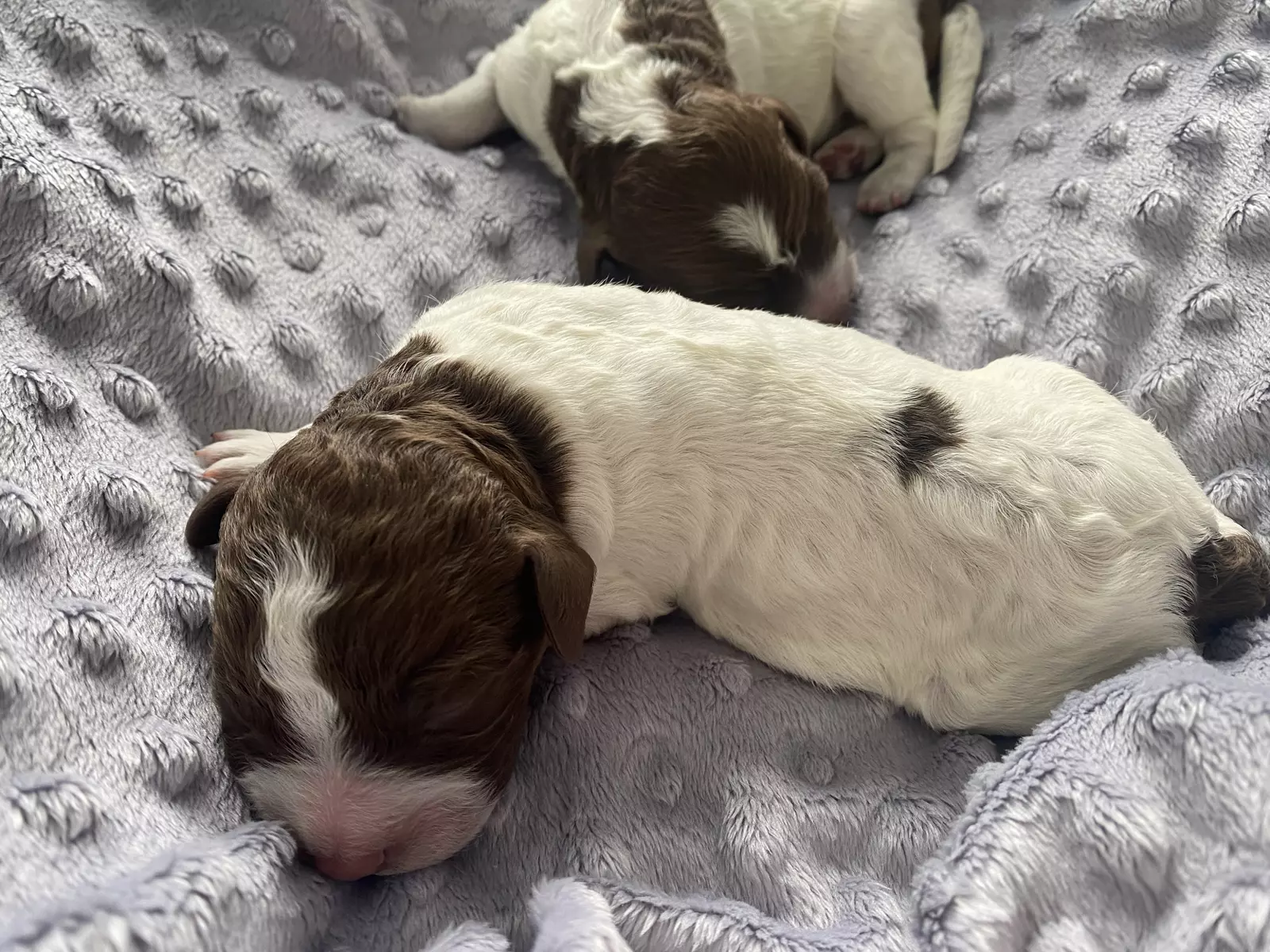 Lagotto Romagnolo szczeniaki 2022