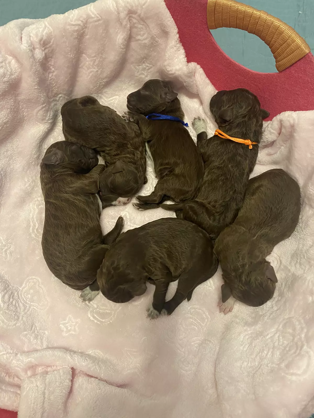 lagotto romagnolo szczeniaki 2022 6