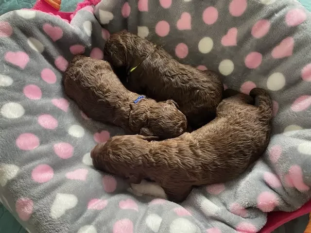 lagotto romagnolo szczeniaki 2022 chlopcy 1 e1672677665759