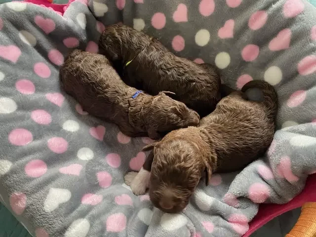 lagotto romagnolo szczeniaki 2022 chlopcy 2 e1672677678728