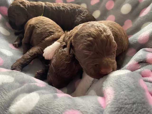 lagotto romagnolo szczeniaki 2022 chlopcy 3