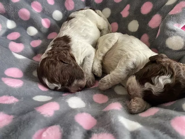 lagotto romagnolo szczeniaki 2022 chlopcy 4
