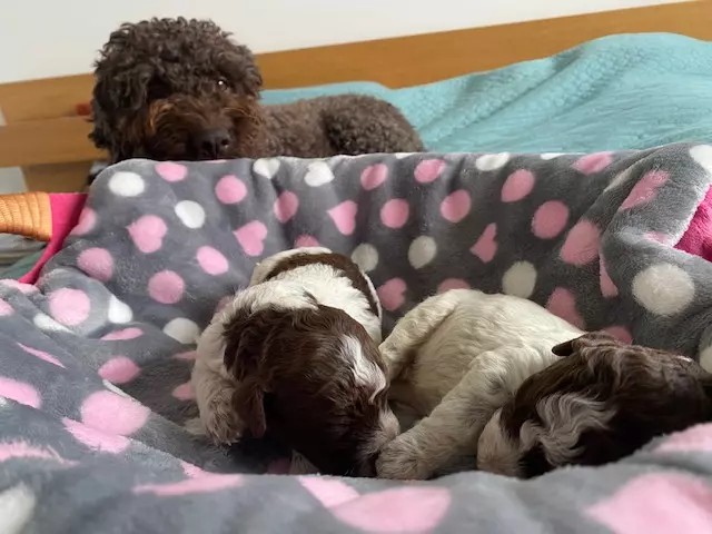 lagotto romagnolo szczeniaki 2022 chlopcy 5