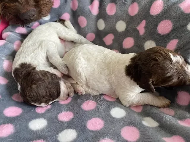 lagotto romagnolo szczeniaki 2022 chlopcy 6 e1672677686752