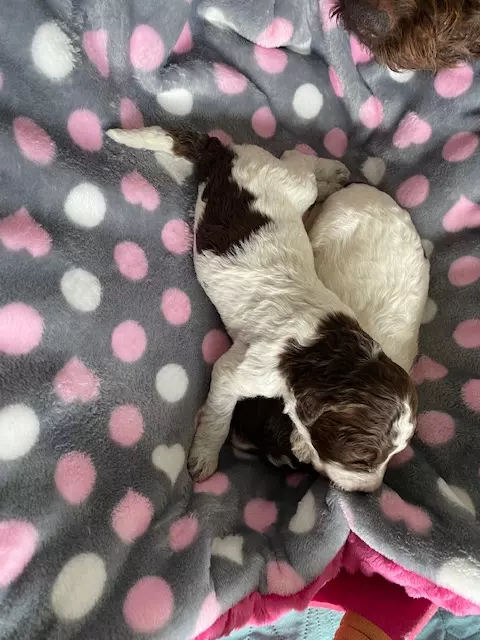 lagotto romagnolo szczeniaki 2022 dziewczynki 1