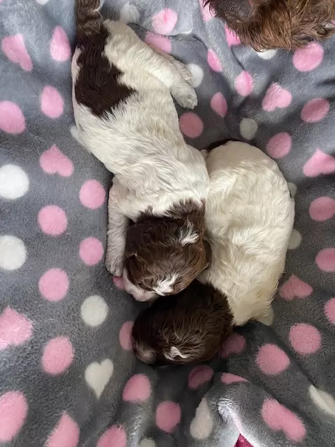 lagotto romagnolo szczeniaki 2022 dziewczynki 2