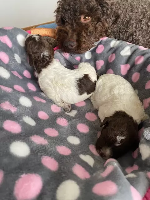 lagotto romagnolo szczeniaki 2022 dziewczynki 3