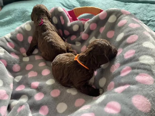 lagotto romagnolo szczeniaki 2022 dziewczynki 4