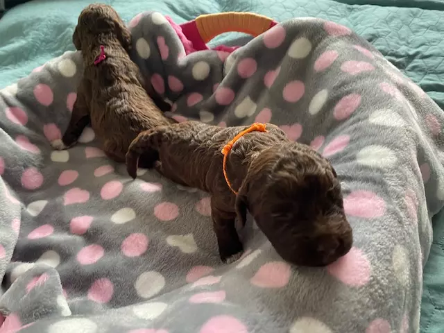 lagotto romagnolo szczeniaki 2022 dziewczynki 5