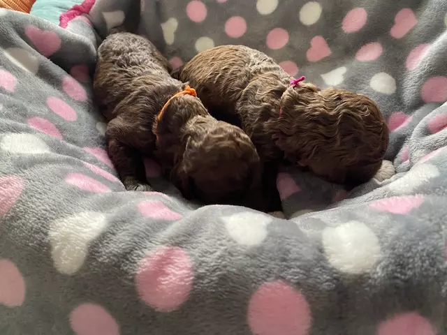 lagotto romagnolo szczeniaki 2022 dziewczynki 6