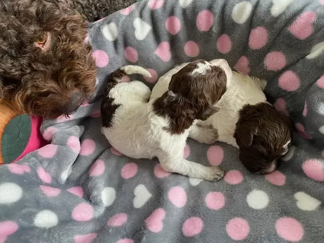 lagotto romagnolo szczeniaki 2022 dziewczynki 9 e1672677857606