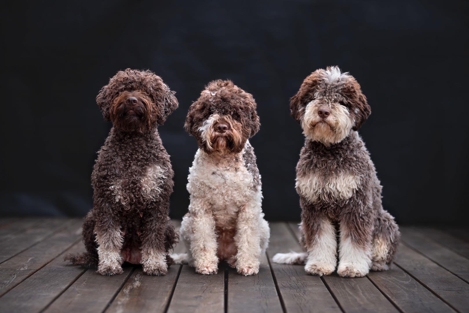 nasze psy house of lagotto