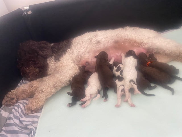 szczeniaki lagottoromagnolo 2023 0080 1